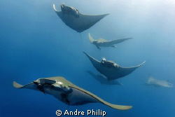 rush hour of Mobulas by Andre Philip 